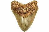 Serrated, Fossil Megalodon Tooth - Indonesia #214779-1